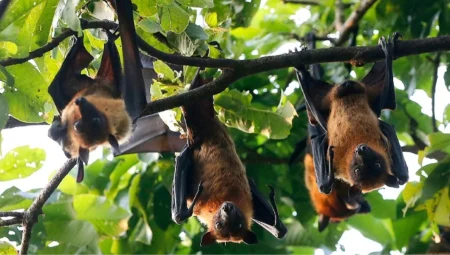 DSÖ kırmızı alarm verdi! Bangladeş’te 2 kişiyi öldüren Nipah virüsü hızla yayılıyor