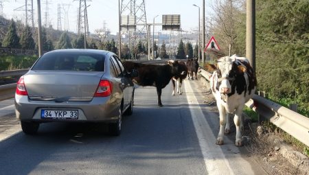 Kocaeli’de yola çıkan büyükbaş hayvanlar trafiği kilitledi