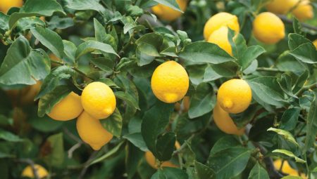 Limonun üretici ile market arasındaki fiyat farkı yüzde 634!