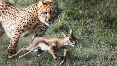 3 Bölümlük ‘Yırtıcılar ve Avları’ National Geographic WILD Ekranlarında Başlıyor!