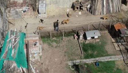 Ankara’da çocuklar başıboş köpekler yüzünden okula korkuyla gidiyor