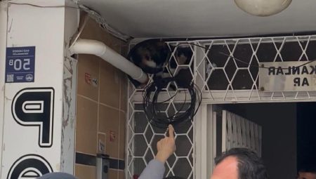 Elazığ’da kedi kurtarma operasyonunda itfaiye ile uğraştılar