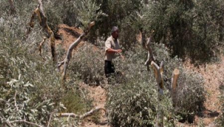 Filistinlilere ait 800 bin zeytin ağacı İsrail saldırılarında yok oldu